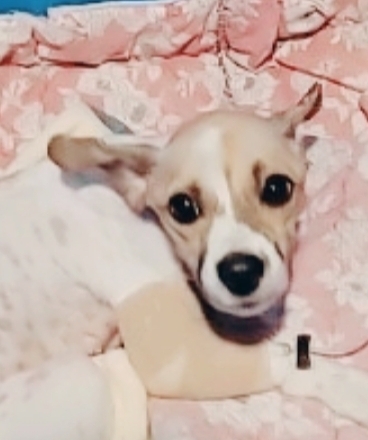 유기동물보호센터_447507202400106